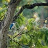 Lednacek promenlivy - Todiramphus chloris - Collared Kingfisher o2501